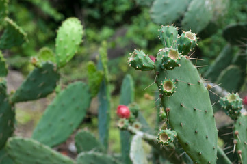 Figuier de barbarie sans fleur,  Cactus Opuntia Ficus Indica