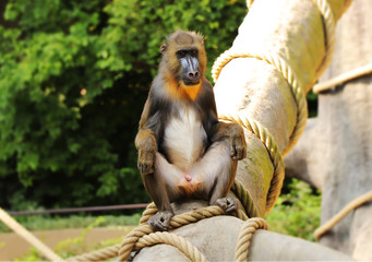 A Mandrillus sphinx sitting on the trunk and showing us his penis. A sexaul organ of monkey. He is sexual active. Monkey looking on some monkey females.