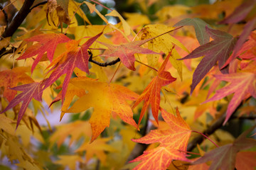 Autumn red, yellow, gold and green leaves Liquidambar styraciflua, Amber tree. A close-up of leaf in focus against a background of blurry leaves. Nature concept for design