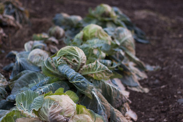 frozen cabbage in the garden