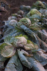 Obraz premium frozen cabbage in the garden