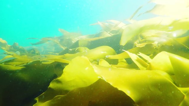 Algae and fish in Norwegian Sea