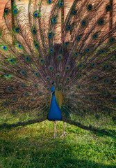 Obraz premium Great peacock with feathers out. (Pavo Cristatus)