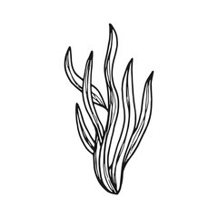 alga edible underwater vector icon. sketch isolated object