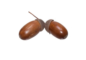 acorn isolated on white background