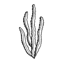 alga edible underwater vector icon. sketch isolated object