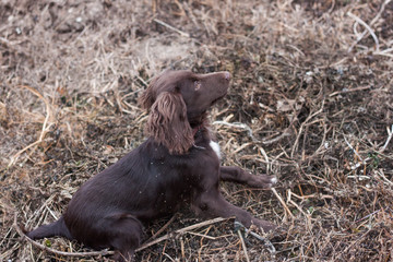 running Spaniel in the field