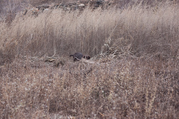 running Spaniel in the field