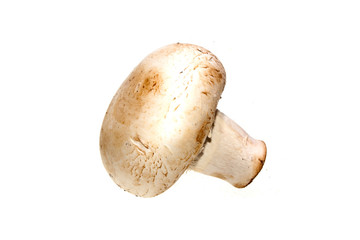 mushrooms isolated on white background