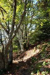 Sous bois de feuillus