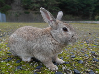 Fototapeta premium ウサギ
