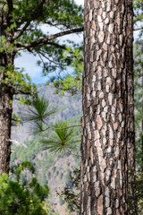 Canary Island pine (Pinus canariensis) burnt tree trunk from forest fire