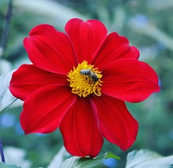 natürliche Schönheit