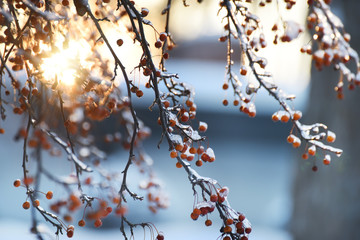 Red berries in the ice and sparkling festive bokeh. The mood of the winter holidays.
