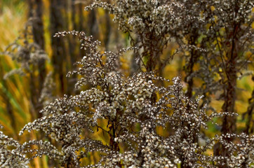 Gray dried bush flowers on the background of autumn forest foliage