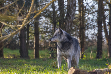 Wolf (Canis lupus), also known as the gray wolf, timber wolf, western wolf