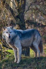 Fototapeta premium Wolf (Canis lupus), also known as the gray wolf, timber wolf, western wolf