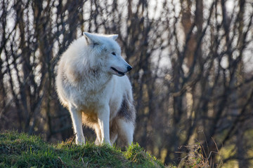 Arctic wolf (Canis lupus arctos), also known as the white wolf or polar wolf,