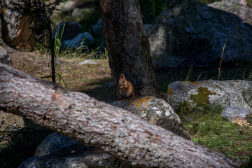 Fototapeta premium wild squirrel in the forest