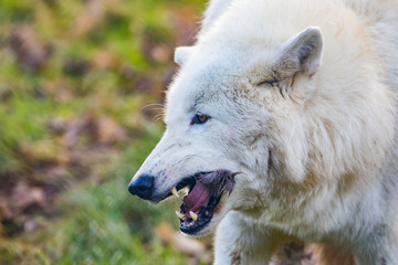 Obraz premium Arctic wolf (Canis lupus arctos), also known as the white wolf or polar wolf,