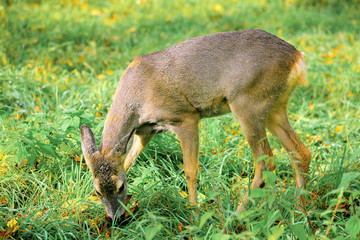 sarna/Capreolus/ © Janusz Lipiński
