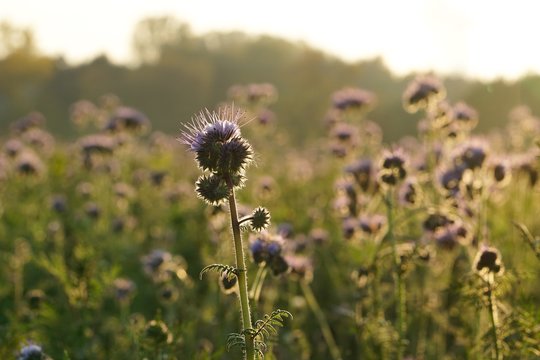 Phacelia-Wiese