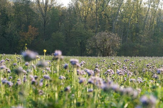 Phacelia-Wiese