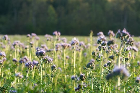 Phacelia-Wiese