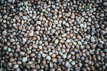 Cannabis seeds background. Marijuana grains, herbal treatment product macro view.