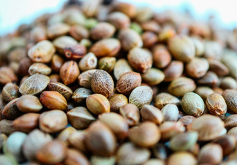 Cannabis seeds background. Marijuana grains, herbal treatment product macro view.