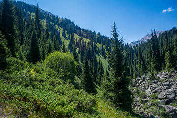 Fototapeta na wymiar Forest in mountains