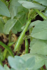 Broad bean