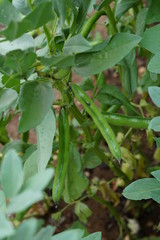 Broad bean