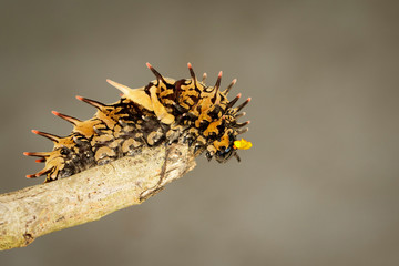 Obraz premium Image of golden birdwing caterpillar on the tree branch. Insect. Worm. Animal.