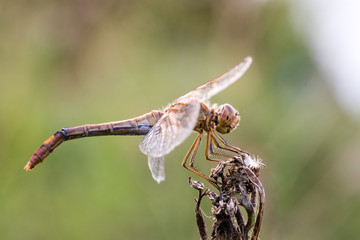 Dragonfly insect, closeup side view. Sympetrum flaveolum