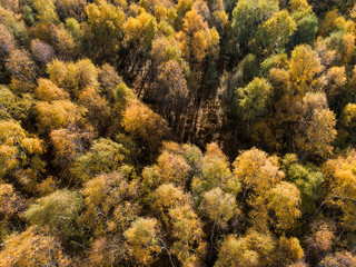 Aerial Plan View of Autumn Trees