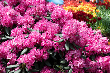 Gardens by the bay Singapore