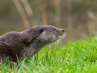 Close up of Eurasian otter (Lutra lutra) on a grass bank