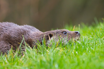 Close up of Eurasian otter (Lutra lutra) on a grass bank