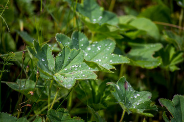 Waterdrops on leaves