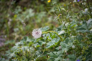 Flowers in the mountains