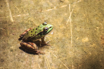 Kermit