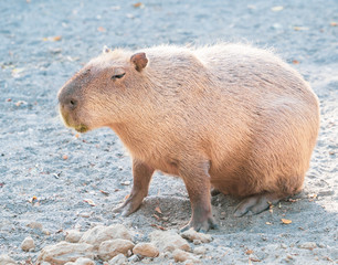 Cute Capybara (biggest mouse) eating and sleepy rest in the zoo, Tainan, Taiwan, close up shot