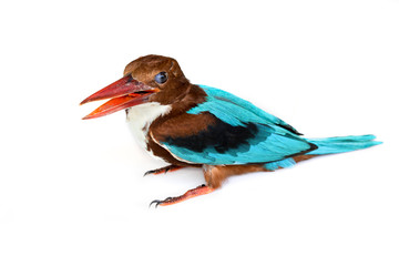 Image of white-throated kingfisher bird on a white background. Bird. Animal.