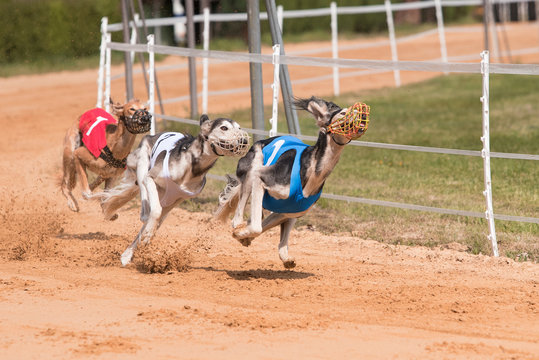 Windhundrennen, Windhund, Windhunde