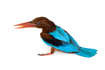Obraz premium Image of white-throated kingfisher bird on a white background. Bird. Animal.