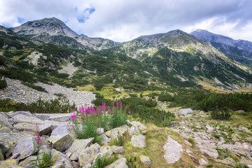 Fototapeta na wymiar Wonderful view of a summer mountain