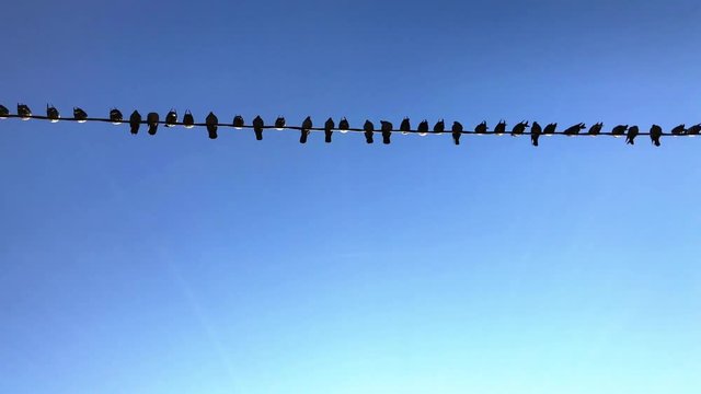birds on blue sky background. doves on the background of blue sky.