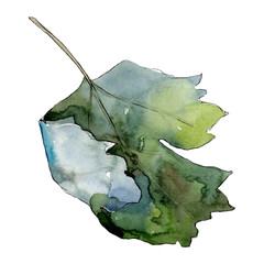 Isolated gooseberry leaf illustration element. Green leaf. Watercolor background illustration set.