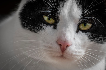 cute cat portrait close up in the detail